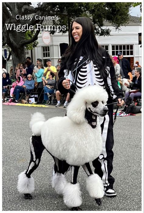 Dog Creative Grooming, Standard Poodle Grooming Styles, Dog Dye Ideas Creative Grooming, Dog Hair Dye Ideas, Standard Poodle Haircut Styles, Poodle Halloween, Poodle Hairstyles, Dog Hairstyles, Poodle Training