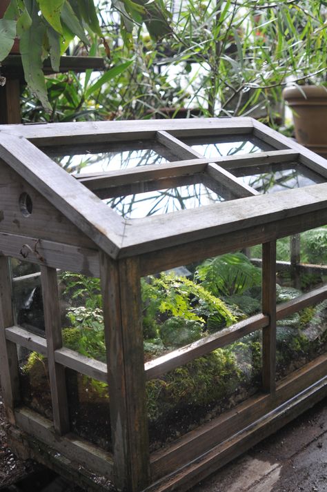 Growing with plants: MAKING A REAL, WORKING TERRARIUM Large Terrarium Ideas, Best Terrarium Plants, Miniature Greenhouse, Greenhouse Design, Large Terrarium, Gardening Accessories, Terrarium Plant, Plants Vegetables, Greenhouse Interiors