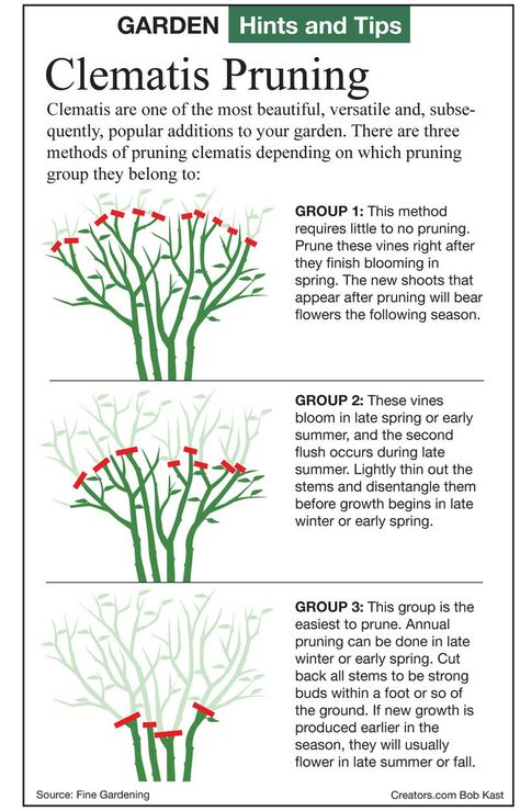 Pruning Clematis, Clematis Care, Clematis Trellis, Clematis Plants, Clematis Vine, Garden Vines, Garden Help, Have Inspiration, Garden Yard Ideas