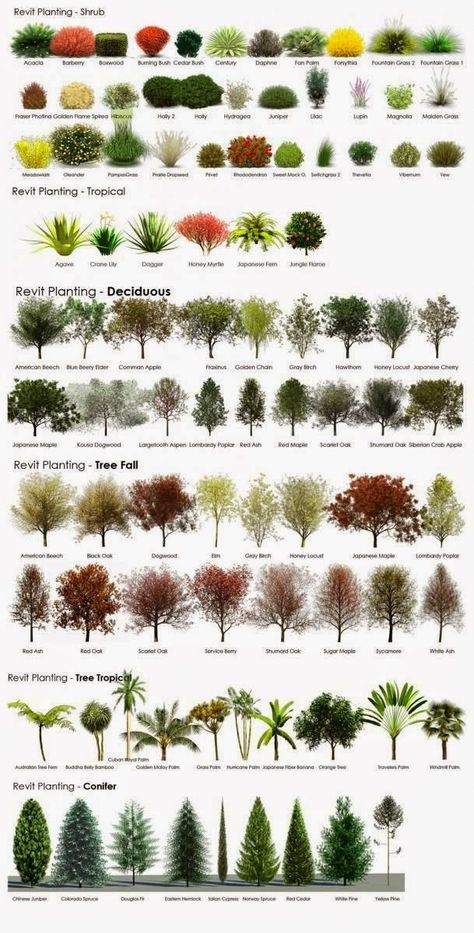 Tips on choosing plants for landscaping ~ color, height, growth, etc...Inspiring insights from contributors, employees, owners, partners, and customers. Plants For Landscaping, Types Of Trees, Landscape Designs, Have Inspiration, Landscaping Plants, Trees And Shrubs, Cheat Sheets, Lawn And Garden, Shade Garden