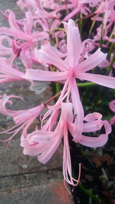 Nerine bowdenii Pink Spider Lily, Nerine Bowdenii, Spider Lillies, Autumn Roses, Pretty Nature Pictures, Pink Spider, Different Kinds Of Flowers, Lily Wallpaper, Red Spider Lily