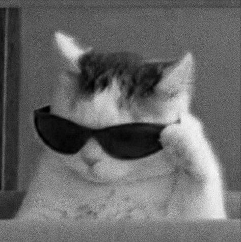 A Cat, Sunglasses, Mirror, Black And White, White, Black