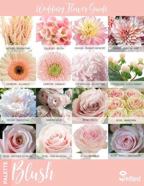 Wedding flower guide - blush pink Light Pink Flower Bouquet Wedding, Blush Colored Flowers, Blush Pink Flowers Wedding, Pink Flower Types, Pink Flowers For Wedding, Light Pink Bridal Bouquet, Blush Pink Bridal Bouquet, Blush Flowers Wedding, Pink Flower Names