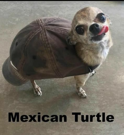 Mexican Turtle meme Funny Cute Animals, Cute Small Animals, Cute And Funny Animals, Cute Animals Puppies, Very Cute Dogs, Funny Animal Quotes, Funny Dog Memes, Funny Animal Photos, Funny Dog Pictures