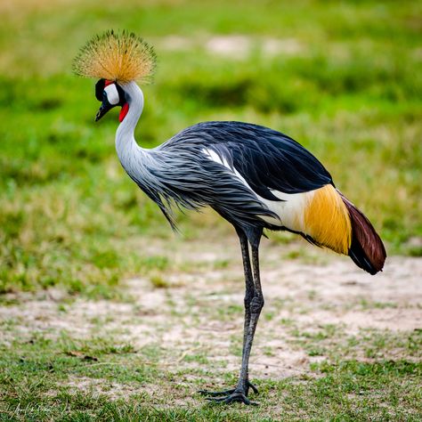 African Crowned Crane  by Arne Chr. Borge Crested Crane, Crane Illustration, African Crown, African Wildlife Photography, Real Birds, Logo Bird, Uganda Travel, Textured Bowls, Crowned Crane