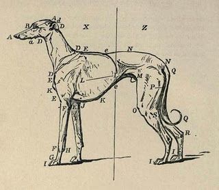 Illustration. Greyhound Anatomy, Greyhound Tattoo, Grey Hound, Sight Hounds, Animal Inspiration, Dog Anatomy, Greyhound Art, Geometric Tattoos, Whippet Dog