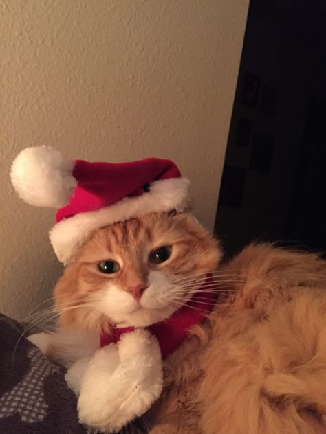 Cat Safe Christmas Tree, Cats In Christmas Trees, Cat Christmas Hat, Cats And Christmas, Christmas Meme, Images Of Cats, Cat Dressed Up, Merry Christmas Cat, Excited For Christmas