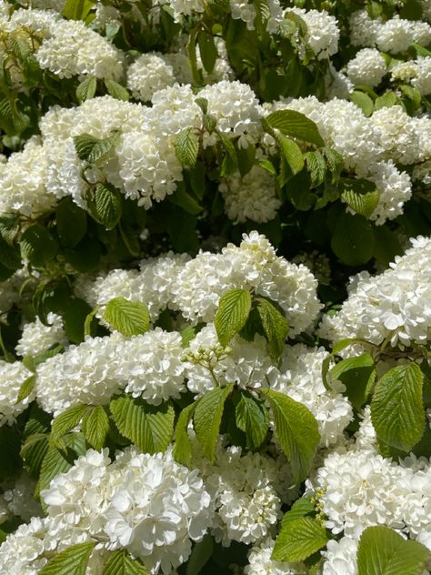 Japanese snowball, snowball tree, white flower tree, cute flower background, white and green Snowball Flowers, Japanese Snowball Bush, Viburnum Snowball Trees, White Snowball Viburnum, Snowball Tree Viburnum Opulus, Snowball Tree, Flowering Trees, Flower Backgrounds, Flower Beds