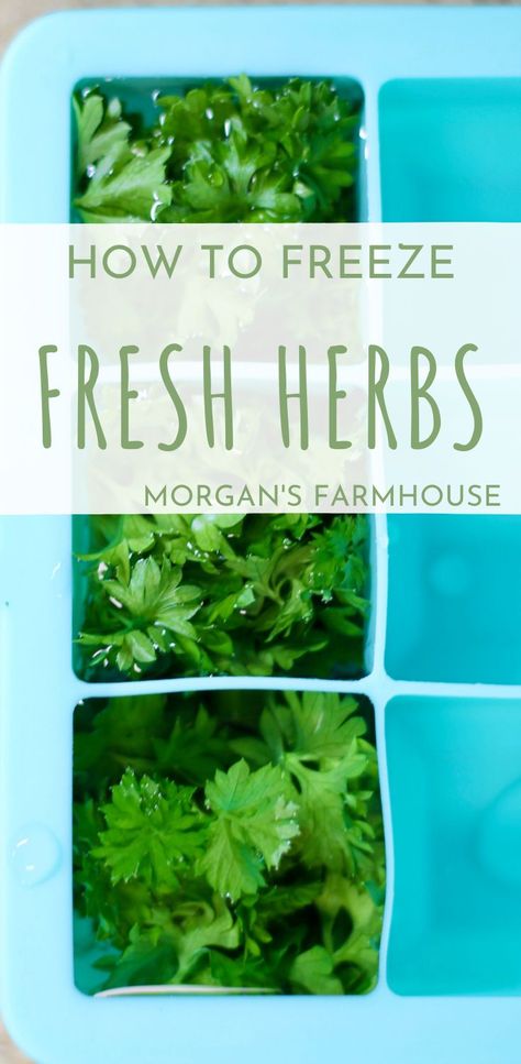 How To Freeze Herbs, Freeze Fresh Herbs, Freeze Herbs, Freezing Cilantro, Preserve Herbs, Freezing Fresh Herbs, Preserve Fresh Herbs, Fresh Basil Pesto, Cooking With Fresh Herbs