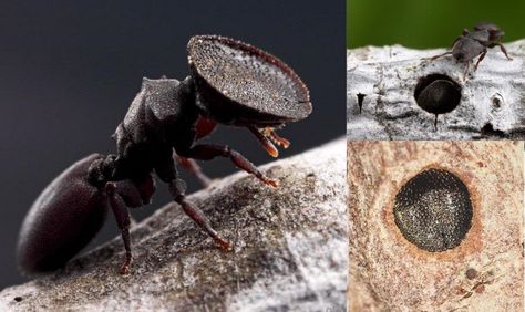 The soldiers of several ant species have large, flattened, and slightly concave heads that they use as plugs to block entrance to their colonies' nests. Door Head, Ant Species, Arthropods, The Nest, Flat Head, Ants, Reptiles, Soldier, Insects