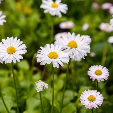 What Is a Moon Garden? (And How You Can Start One) | Family Handyman Night Blooming Flowers, Autumn Clematis, Shasta Daisies, Bloom And Wild, Identify Plant, Dogwood Trees, Flower Meanings, Moon Garden, Small White Flowers