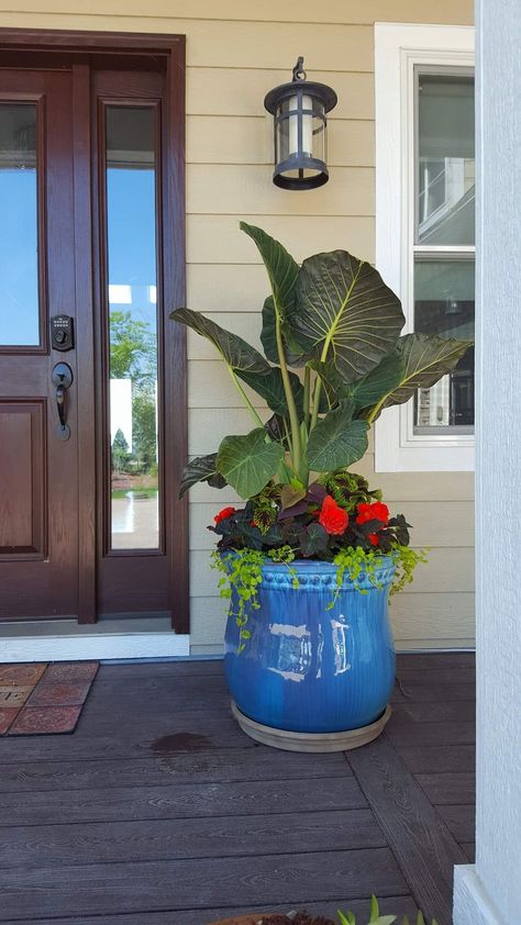 Elephant Ear Planters Pots, Elephant Ear In Pots, Planters With Elephant Ears, Elephant Ears In Containers, Potted Elephant Ears, Elephant Ears Plants In Pots, Elephant Ear Container Ideas, Elephant Ear Planter Ideas, Canna Lily Container Pots