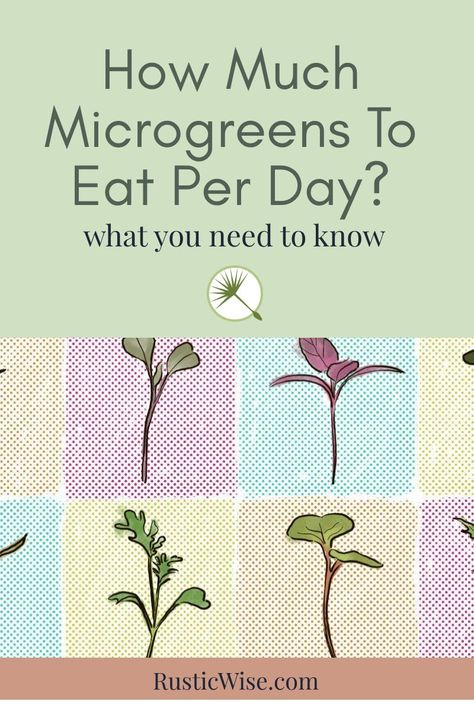 Micro Greens Recipe Meals, Micro Greens Benefits, Recipes With Microgreens, Microgreens Benefits, Microgreen Recipes, Microgreens Recipe Ideas, Micro Greens Recipe, Microgreens Growing Indoor, Microgreen Salad