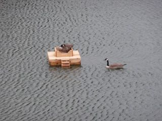 Pink Frog, Canadian Geese, Duck House, Canadian Goose, Different Birds, Nesting Box, Wood Ducks, Unique Diy Gifts, Nesting Boxes