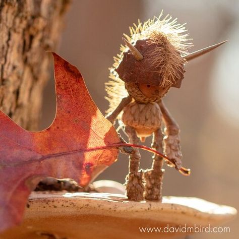 Gallery - Becorn Photographs — David M Bird David Bird, Acorn People, Animals In Nature, The Last Leaf, Acorn Crafts, Providence Rhode Island, Fantasy Forest, Autumn Crafts, So Busy