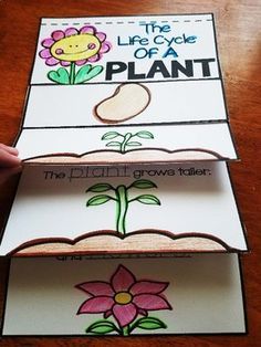 Plant life cycle flip book by AisforAdventuresofHomeschool | Teachers Pay Teachers Flower Activities For Kids, Plants Kindergarten, Plant Lessons, Plants Unit, Plant Activities, Plant Life Cycle, Plant Science, Kindergarten Science, Parts Of A Plant