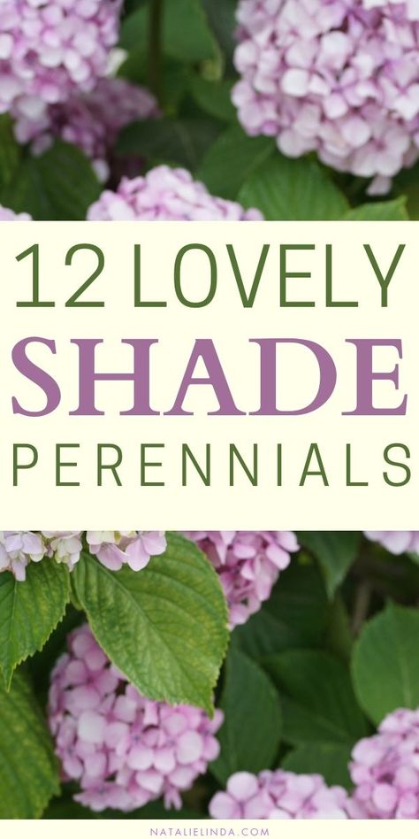 Minnesota Shade Perennials, Plants Shade Outdoor, Best Perrenials For Partial Shade, Shade Shrubs Perennial, Plant For Shaded Areas, Shade Garden Design Ideas, Corabells Perennials, Perennials For Shaded Areas, Total Shade Plants