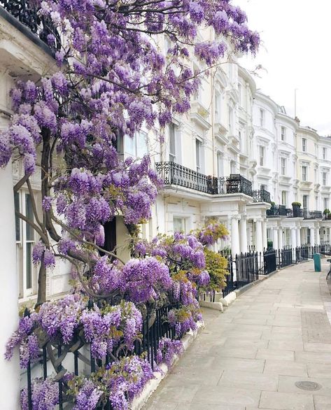 The magic and enchantment of England 😊 Thank you for visiting, and thank you even more if you choose to follow me!! cheers, Cheri Wisteria Bridgerton, Wisteria Aesthetic, Wisteria White, Purple Cafe, Colors Aesthetic, Oh My Heart, Lavender Aesthetic, London Baby, London Aesthetic