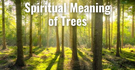 Delve into the profound spiritual meaning of trees and their significance in various cultures and belief systems. Connect with the wisdom of nature Tree Meanings, Sacred Tree, Up To The Sky, Everything Is Connected, Symbiotic Relationships, Life Symbol, Spiritual Meaning, Tough Times, The Wisdom