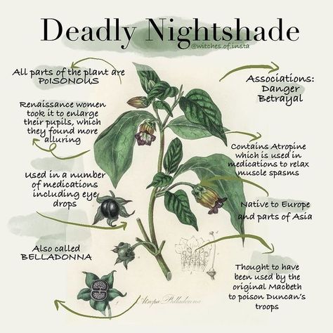 Witches of Insta 👁⬆️ Stories on Instagram: “Today's plant is Deadly Nightshade, also known as Belladonna.⁠ ⁠ A highly poisonous plant, of which all parts are poisonous (not just the…” Deadly Plants Aesthetic, Nightshade Flower, Poisonous Flowers, Nightshade Plant, Herbs Remedies, Deadly Poison, Deadly Plants, Herbal Witch, Poison Garden