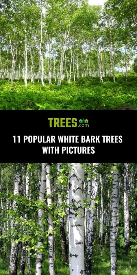 Trees With White Bark, White Bark Trees, Fakemon Ideas, Growing Trees, Ornamental Trees, Tall Trees, Shade Trees, Sun And Water, Evergreen Trees