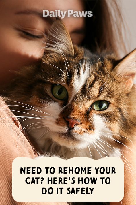 Whether it’s because of allergies or behavior issues, life with your cat might not be working out. That’s OK. Here’s how to safely find your cat a new home. #petadoption #adoptapet #petresearch #dailypaws #newpetparents #petparents #adoptadog #adoptacat #kittenparents Cat Asthma, Winning Wednesday, Witchy Wednesday, Low Maintenance Pets, Kitten Mittens, Asthma Remedies, Asthma Relief, Cat Information, Chronic Cough