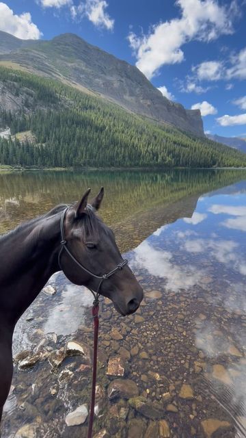 Jodie Morton 🇦🇺 on Instagram: "One more clip from one of my favorite rides of the summer. We had 7 hours of driving this day for a 4 hour ride, and it was worth it a thousand times over. #montana #glaciernationalpark #poialake #horses #lake #mountains #reddeadredemption2 #backcountry #lifebetweentheears #greengoldandblues" 7 Hours, Horse Photos, Glacier National Park, Wild Horses, 4 Hours, Wyoming, Worth It, Summer Time, A 4