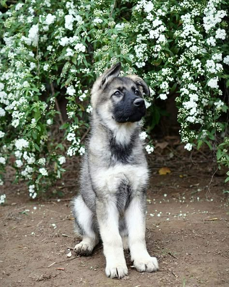 Silver sable german shepherd puppy from Bellevue German Shepherds  Www.bellevuegsd.com Grey German Shepherd, Gray German Shepherd, Two German Shepherd Dogs, Silver Sable German Shepherd, Sable German Shepherd Puppies, Shiloh Shepherd Dog, Black German Shepherd Puppies, Black And Silver German Shepherd Puppies, Black And Silver German Shepherd