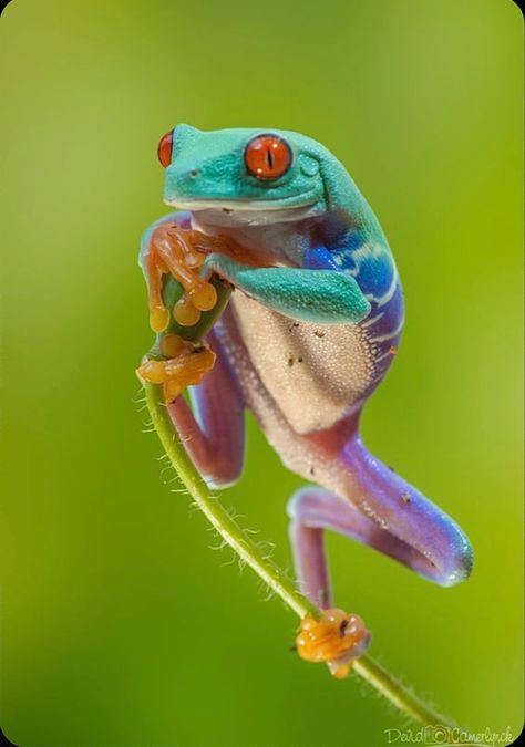 Frog Habitat, Frog Species, Amazing Frog, Red Eyed Tree Frog, Nikon D700, Frog Pictures, Frog Drawing, Funny Frogs, Frog Art