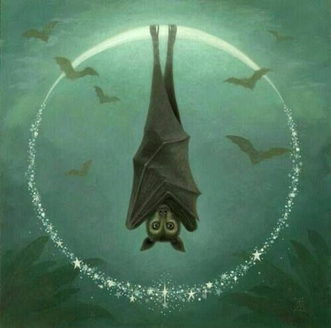 Laurie Lee Brom Bat Hanging, Bat Photos, Stella Luna, Flying Fox, Bat Art, Cute Bat, Artist Bio, Creatures Of The Night, Light Art