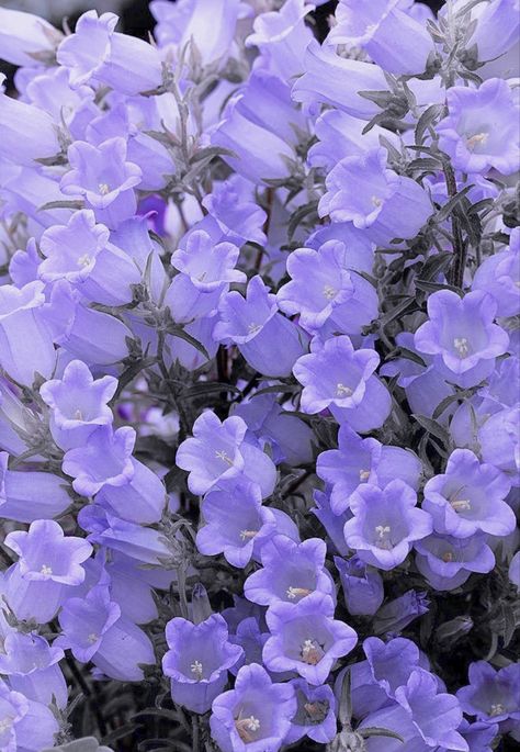 Lavender Purple Wallpaper, Monthly Flowers, Purple Palace, Aesthetic Lavender, Dream Wedding Aesthetic, Dusky Purple, Flowers 2023, Buy Me Flowers, Consider The Lilies