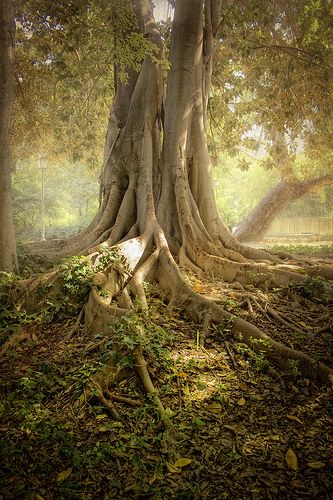 Beautiful #tree Trees Intertwined, Old Trees, Unique Trees, Tree Roots, Tree Hugger, Nature Tree, Tree Forest, A Poem, Jolie Photo