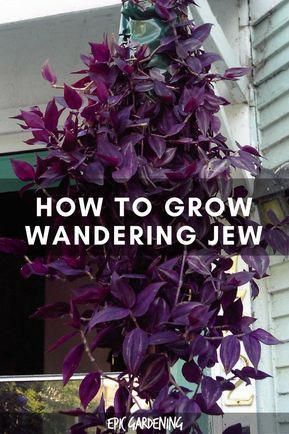 Wandering Jew Plant Care, Wondering Jew Plant, Wondering Jew, Jew Plant, Wandering Jew Plant, Types Of Houseplants, Wandering Jew, Gardening Vegetables, Types Of Herbs