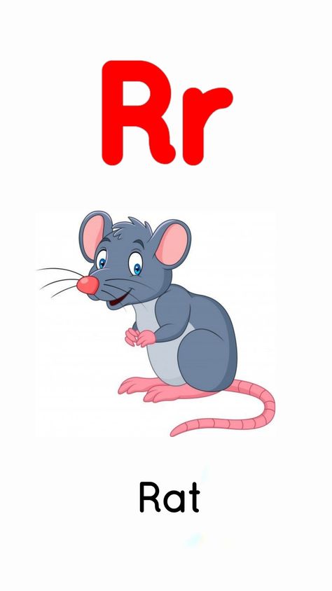 R for rat Alphabet Word Wall Cards, Abc Flashcards Printable, Alphabet Word Wall, Math Fractions Worksheets, Alphabet Flash Cards Printable, Body Parts Preschool, Family Worksheet, Alphabet Words, Award Template