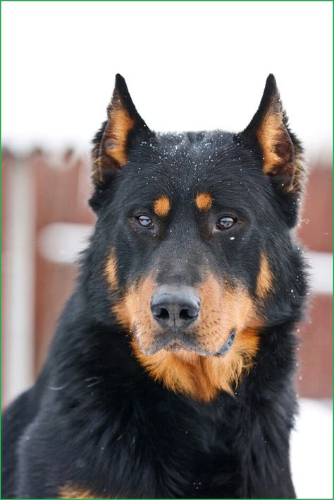 Beauceron Beauceron Dog, Hound Dog Breeds, Most Beautiful Dogs, Doberman Dogs, Really Cute Dogs, Beautiful Dog, Purebred Dogs, Pretty Dogs, Pretty Animals