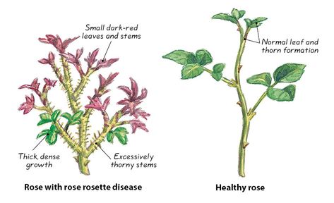 How to identify and prevent rose rosette disease: What you need to know to combat rose rosette disease in your garden. Rosette Disease, When To Prune Roses, Rose Diseases, Rose Bush Care, Rose Garden Landscape, Rose Plant Care, Pruning Roses, Perennial Gardens, Rose Garden Design