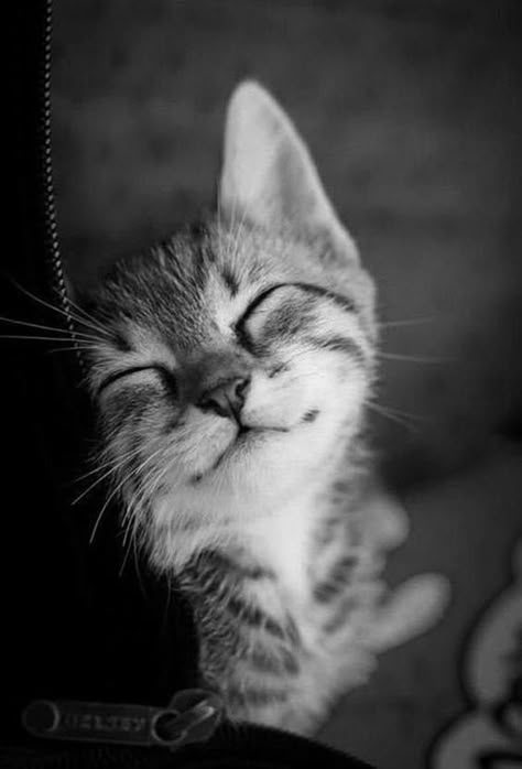 Happy Kitty, Smiling Cat, Image Chat, Cat Photography, Cat Sleeping, Cat Aesthetic, Cute Kittens, Cute Cats And Dogs, Happy Cat