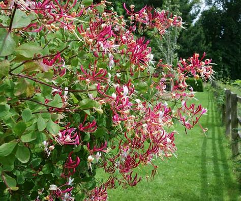 Pink Honeysuckle, Flowers Opening, Honeysuckle Plant, Honeysuckle Vine, White And Pink Flowers, Trellis Fence, Plants Beautiful, Hummingbird Garden, Planting Shrubs