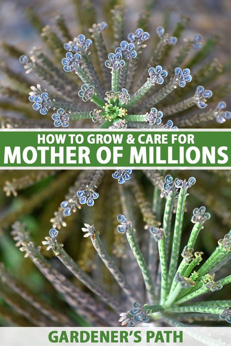 Mother Of Thousands Plant, Succulent Propagation, Propagating Succulents, Inside Plants, Succulent Care, Indoor Flowers, Hardy Perennials, Plant Lighting, Unique Plants