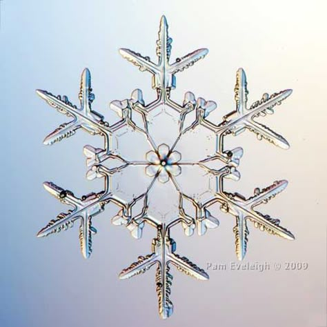 Real Snowflake Pictures | Recent Photos The Commons Getty Collection Galleries World Map App ... Origami Stella, Real Snowflakes, Snowflake Pictures, Snowflakes Real, Snow Crystal, Snow Flakes, Winter Beauty, Snow And Ice, Winter Wonder