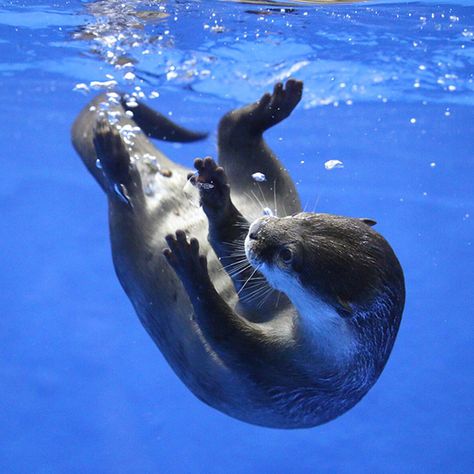 Otter tries to catch an air bubble - January 2, 2018 Otters Swimming Underwater, Otter Astethic, Otter Fursona, Otter Underwater, Otter Photography, Swimming Otter, Otter Swimming, Otter Tattoo, Otters Cute