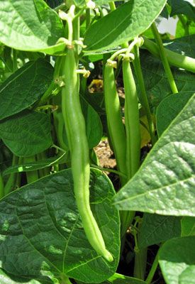 How to Grow Beans | Planet Natural Growing Green Beans, Growing Beans, Tomato Fertilizer, Pole Beans, Heirloom Vegetables, Garden Veggies, Veggie Garden, Growing Food, Farm Gardens