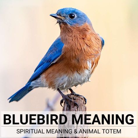 The Bluebird Meaning | A Full Guide to Understanding Bluebird Symbolism Different Birds And Their Meanings, Blue Bird Symbolism, Blue Bird Quotes, Blue Bird Spiritual Meaning, Blue Bird Meaning, Bluebird Meaning, Bluebird Quotes, Bluebird Tattoo Meaning, Bluebird Symbolism