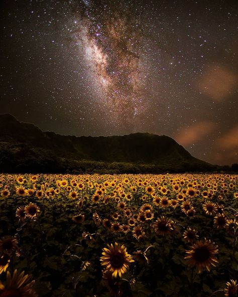 Isn't this what you would imagine what a sunflower field would look like at night? . I did not trespass to create this.  I actually… Sunflower Field At Night, Sunflower At Night, Good Night Sunflowers, Flower Field At Night, Night Field, Field At Night, Field Of Sunflowers, Sunflowers Aesthetic, Sunflower Aesthetic