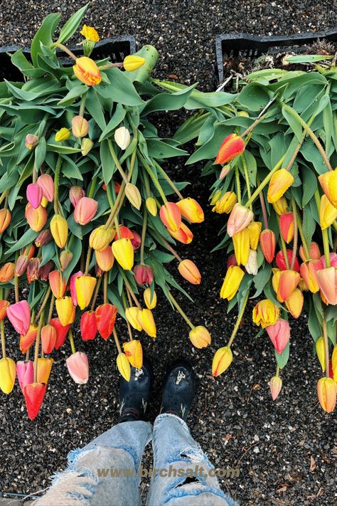 A rainbow of colorful tulips laying on the ground next to blue rainbows with Dalmatians on them Tulip Raised Bed, Tulips In Raised Beds, Tulip Planting Ideas, Sustainable Planting, Gardeners Journal, When To Plant Tulips, Growing Tulips, Flower Farming, Fall Planting