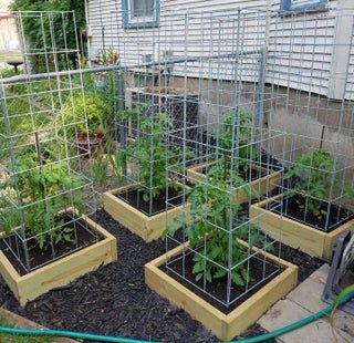 Build the Best Tomato Cages Ever! : 5 Steps (with Pictures) - Instructables Tanaman Tomat, Garden Boxes Raised, Vertical Vegetable Garden, Plants Growing, Tomato Cages, Veg Garden, Pallet Garden, Tomato Garden, Home Vegetable Garden