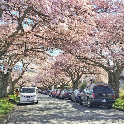 Ivana smolcic on Instagram: “Can’t beat spring in Vancouver  One of the best seasons in the lower mainland - seeing all the blossoms start to bloom.  Never appreciated…” Best Seasons, Sunshine Coast, Vancouver, Blossom, Real Estate, Collage, Canning, Travel, On Instagram