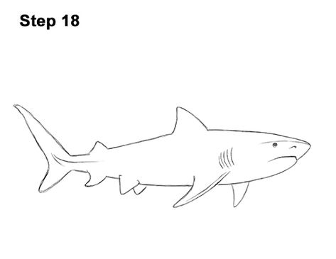 Shark Drawing Anatomy, Shark Drawing Tutorial, Shark Types Drawing, Tiger Shark Drawing, Black Tip Shark Drawing, Oceanic White Tip Shark Drawing, Shark Tail, Shark Drawing, Shark Pattern