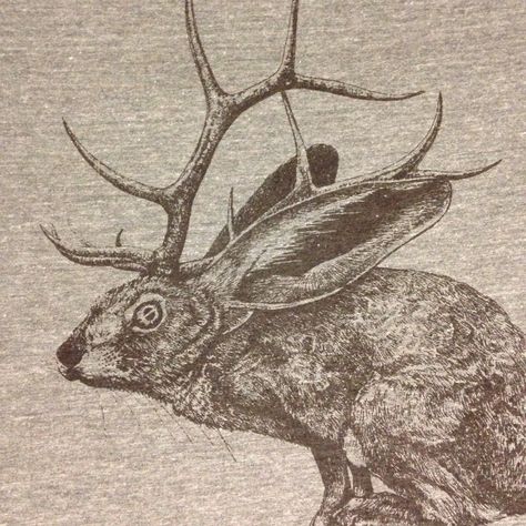 Vintage Cryptid Art, Jackdaw Drawing, Jackalope Aesthetic, Jackrabbit Art, Two Headed Rabbit, Rabbit Creepy, Jackalope Art, Jack Rabbit, Mythical Creatures Art