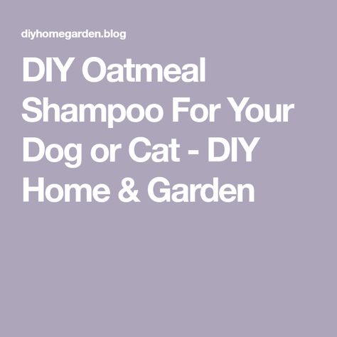 DIY Oatmeal Shampoo For Your Dog or Cat - DIY Home & Garden Homemade Cat Shampoo, Diy Cat Shampoo, Diy Oatmeal, Oatmeal Dog Shampoo, No Touchy, Oatmeal Bath, Homemade Oatmeal, Cat Shampoo, Shampoo Recipe